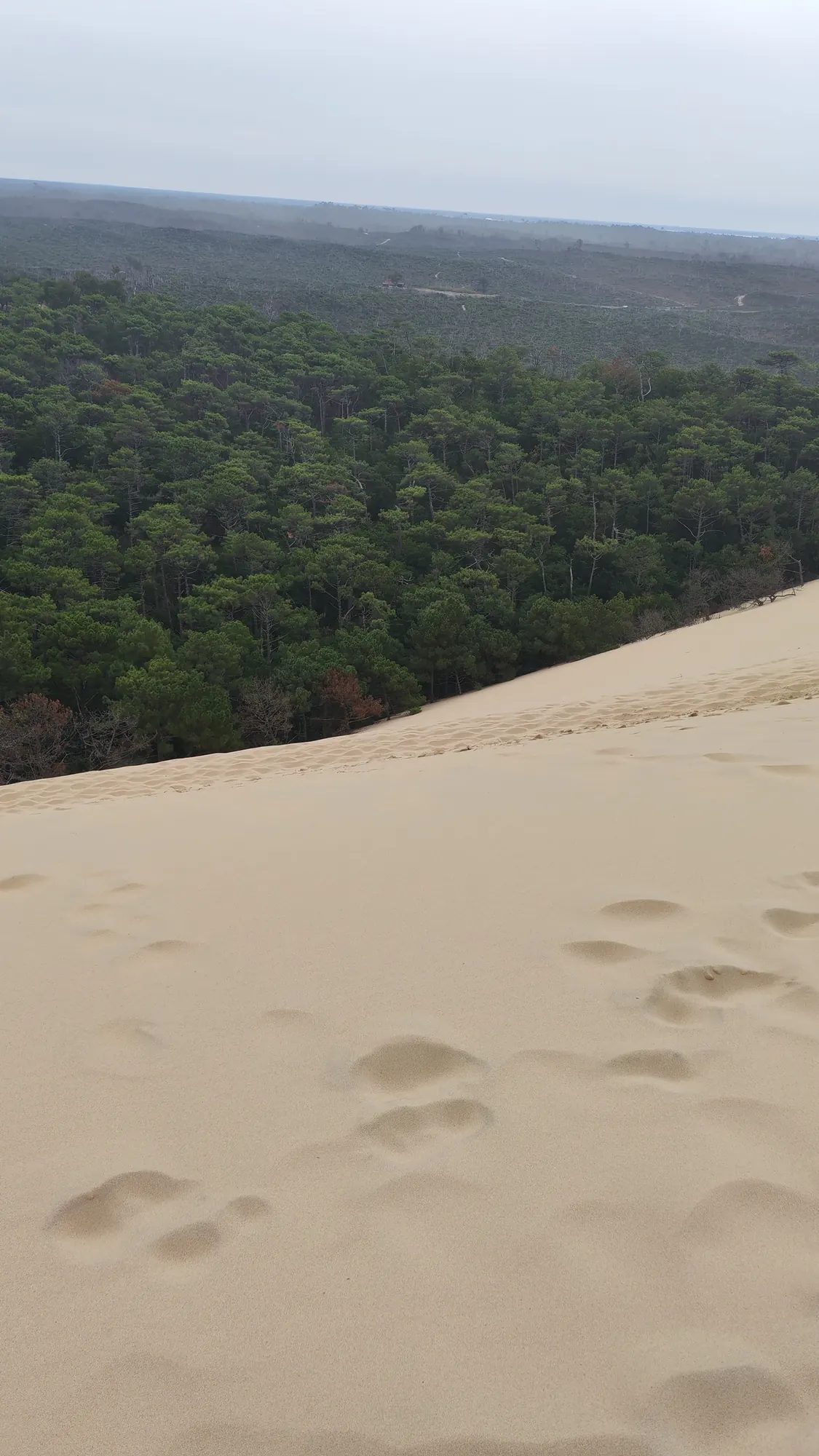 A sinistra il verde della foresta dalla Dune du Pilat